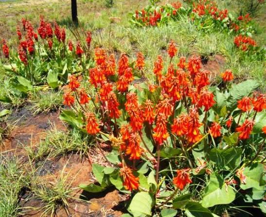 Erythrina zeyheri