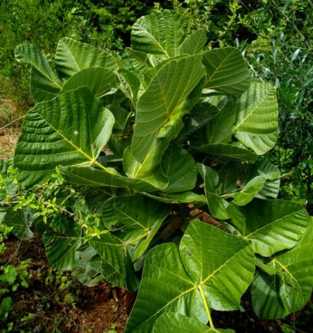 Erythrina zeyheri leaves