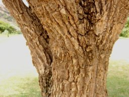 Erythrina abyssinica stem