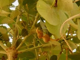 Erythrina abyssinica fruit pod