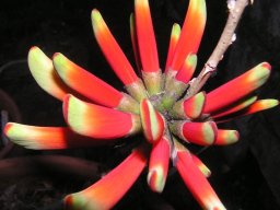 Erythrina acanthocarpa flowers and buds