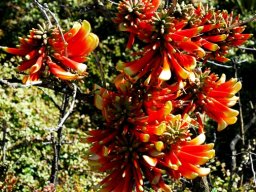 Erythrina acanthocarpa flowers