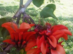 Erythrina caffra flower