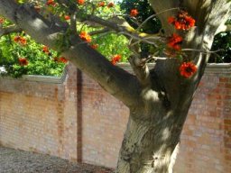 Erythrina afra trunk