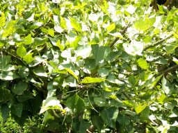 Erythrina afra leaves