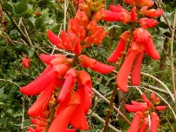 Erythrina humeana in flower