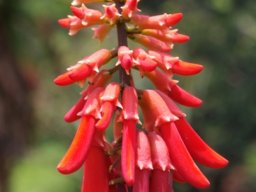 Erythrina humeana inflorescence 