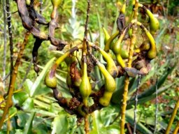 Erythrina humeana pods