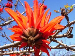 Erythrina lysistemon flowering