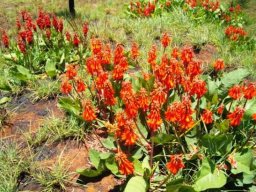Erythrina zeyheri
