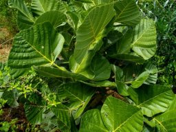 Erythrina zeyheri leaves