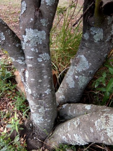 Euclea crispa subsp. crispa stem base