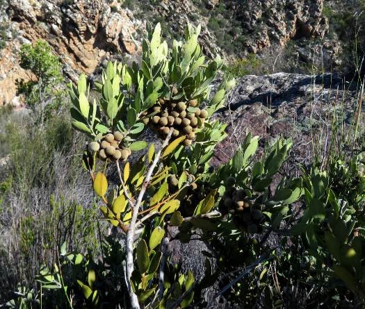 Euclea polyandra
