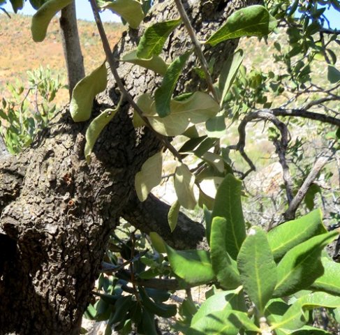 Euclea tomentosa