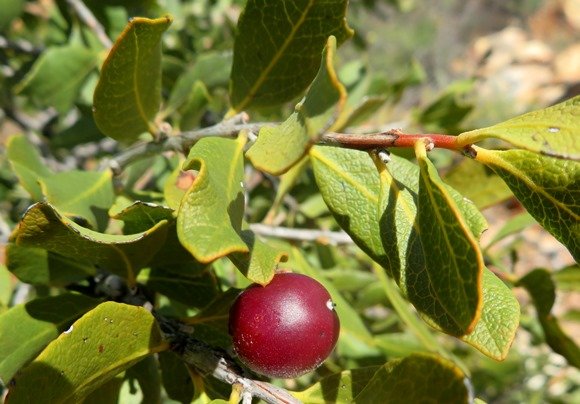 Euclea tomentosa fruit