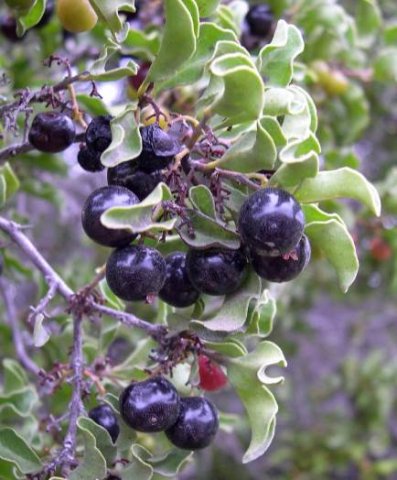 Euclea undulata ripe fruit