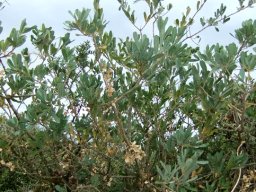 Euclea crispa