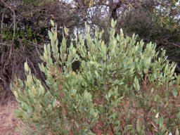 Euclea crispa subsp. crispa crown