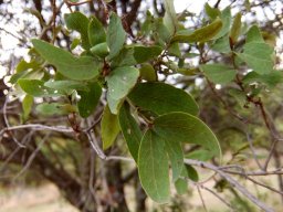 Euclea crispa subsp. crispa opposite leaves