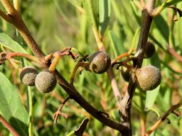 Euclea crispa subsp. crispa stubbly young fruit