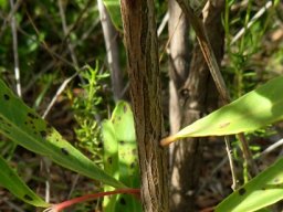 Euclea crispa subsp. crispa bark