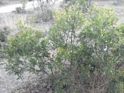 Euclea divinorum starting out in life