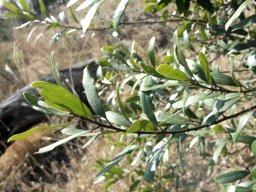 Euclea natalensis subsp. angustifolia leaves