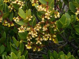 Euclea racemosa subsp. racemosa in flower