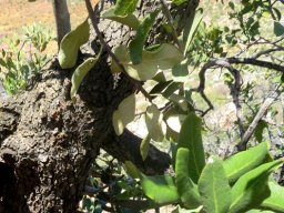 Euclea tomentosa