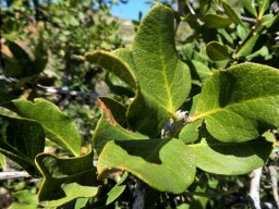 Euclea tomentosa leaves