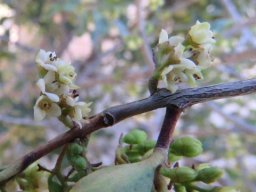 Euclea undulata female flowers