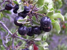 Euclea undulata ripe fruit