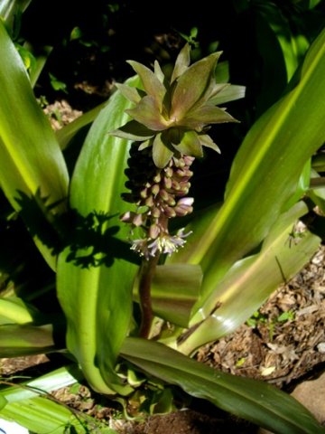 Eucomis