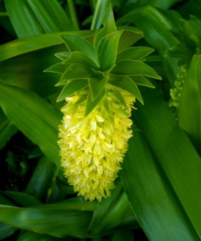 Eucomis autumnalis flowers