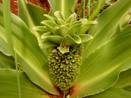 Eucomis autumnalis