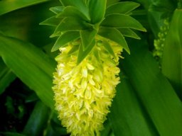Eucomis autumnalis flowers