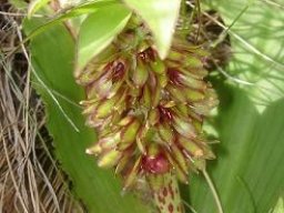 Eucomis montana