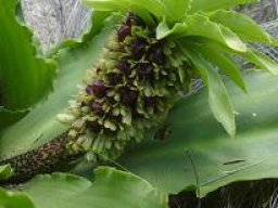 Eucomis montana flower