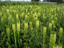 Eucomis pallidiflora subsp. pole-evansii
