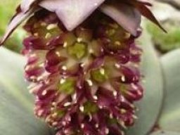 Eucomis schijffii flowers