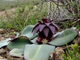 Eucomis schijffii