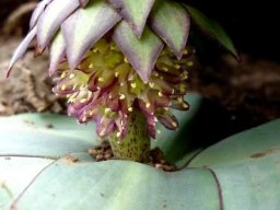 Eucomis schijffii crown or coma