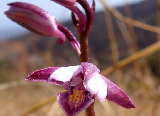 Eulophia hians var. hians flowers