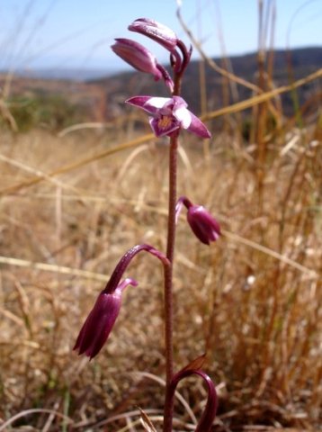 Eulophia hians var. hians