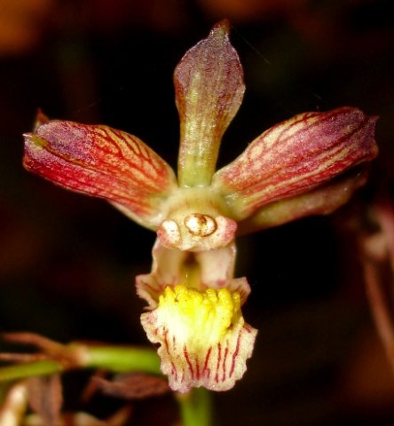 Eulophia clitellifera