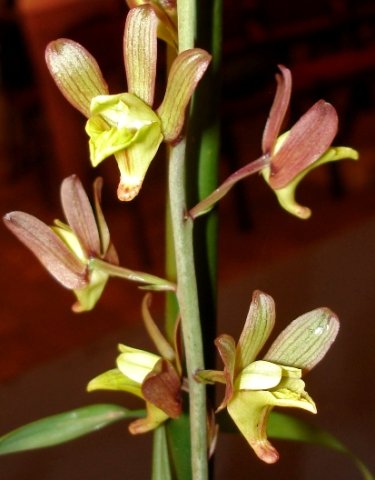 Eulophia hereroensis