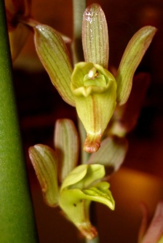 Eulophia hereroensis simulating flight