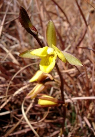 Eulophia hians var. inaequalis flower