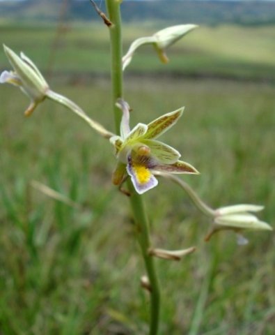 Eulophia hians var. nutans