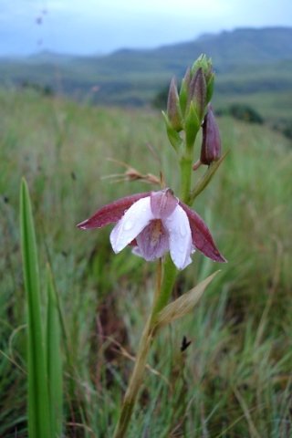Eulophia ovalis subsp. ovalis